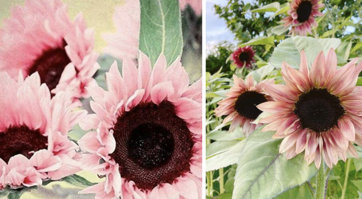 Illustratie bij: Omg kijk nou: er bestaan dus echt roze zonnebloemen en we willen dit in onze tuin