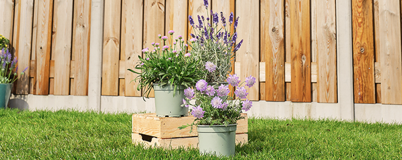 Illustratie bij: Lente-proof met tuingroeiers
