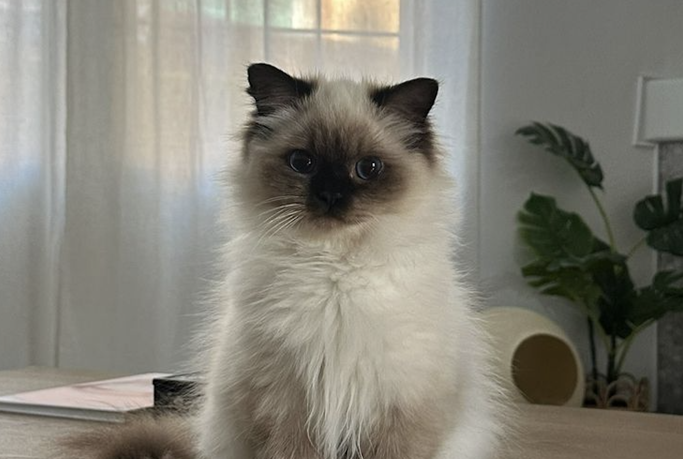 katten kinderen