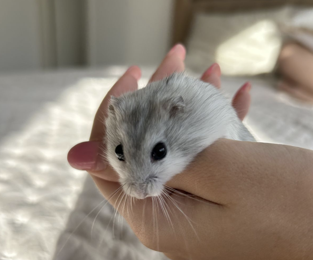 knaagdieren gevaarlijk