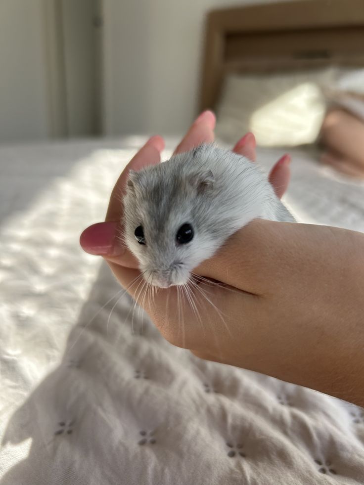 knaagdieren gevaarlijk